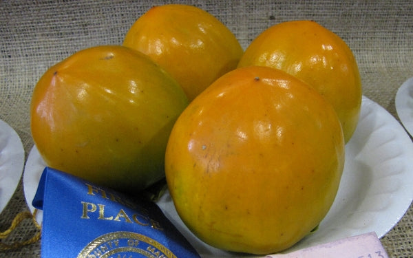 Persimmon 