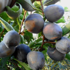 Persimmon 