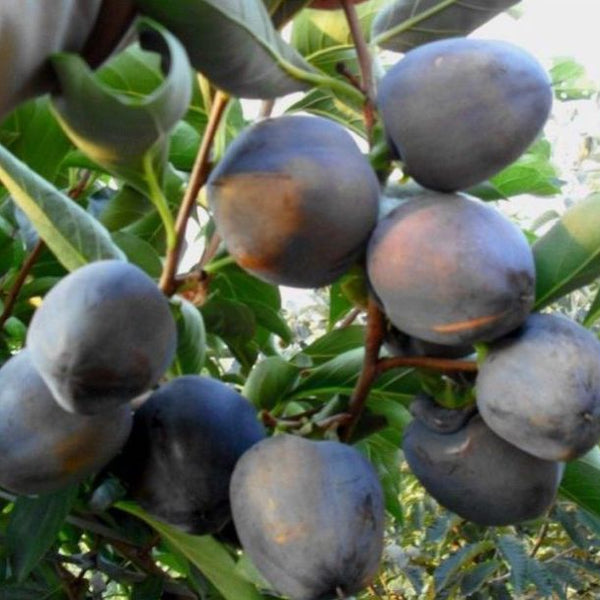Persimmon 