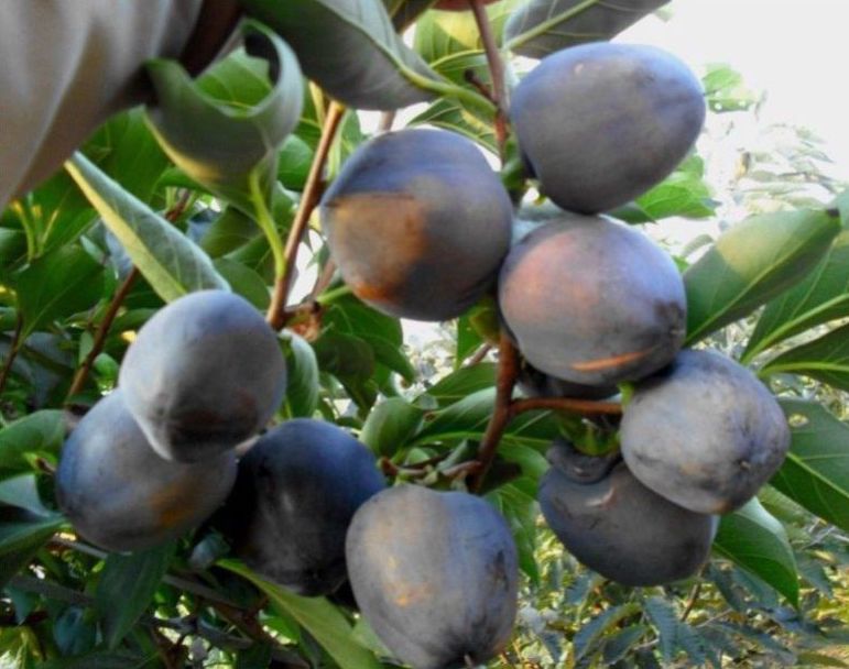 Persimmon " Black  " Exotic 5 Fruit Seeds