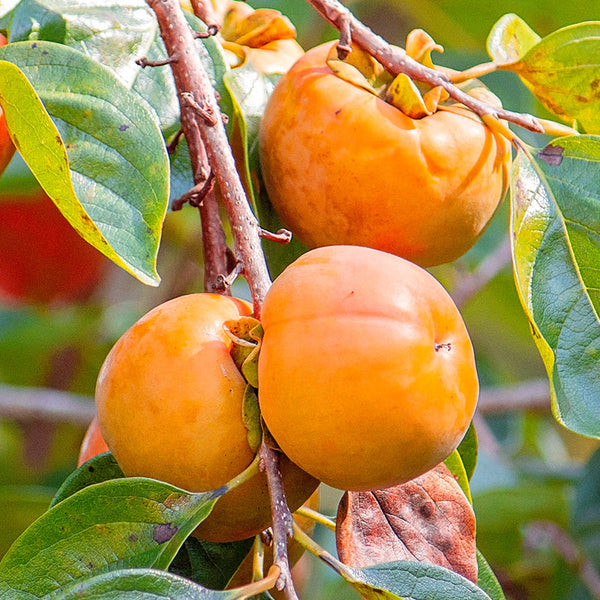 Persimmon 