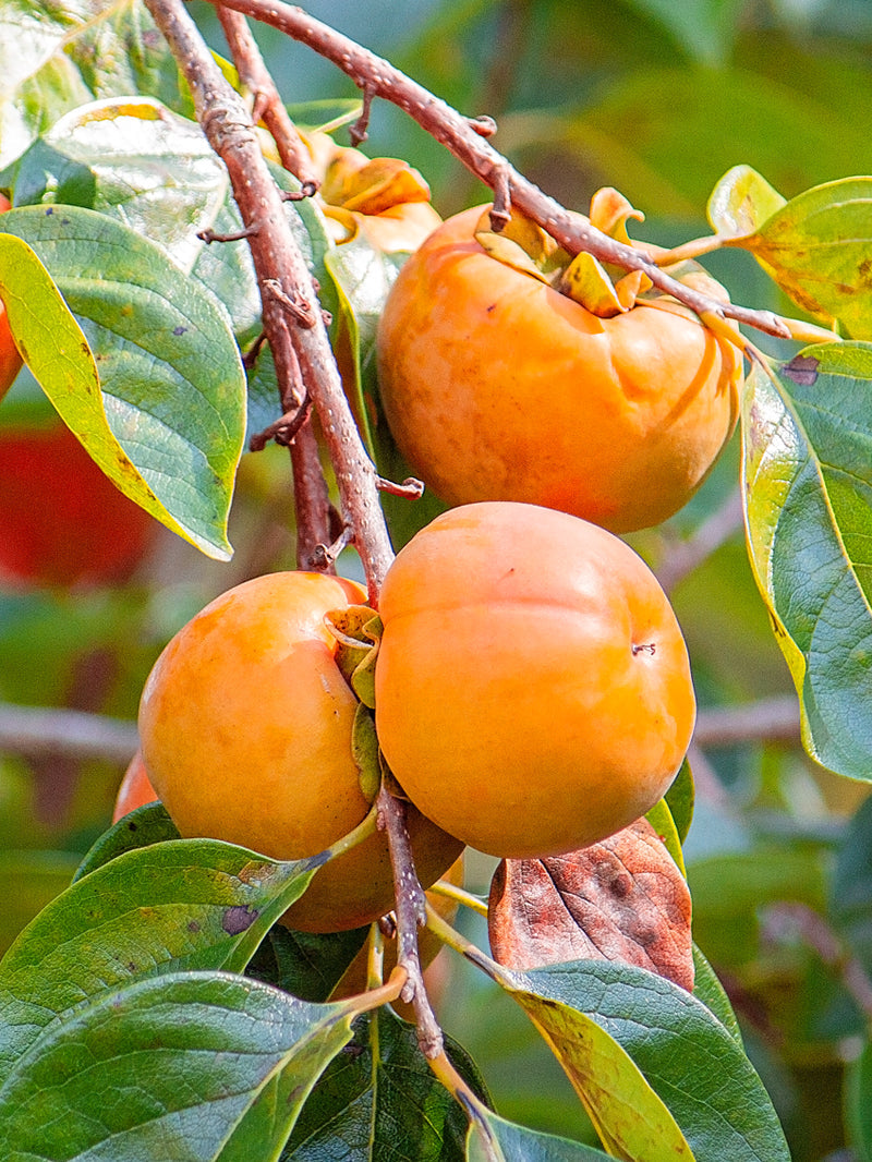 Persimmon " Fuyugaki  " Exotic 5 Fruit Seeds