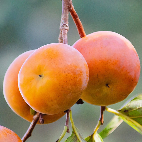 Persimmon 