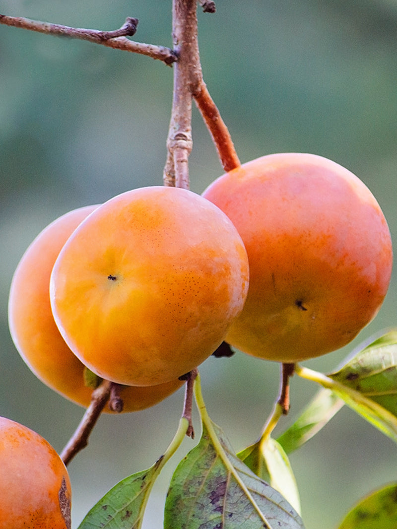 Persimmon " Imoto Fuyu  " Exotic 5 Fruit Seeds