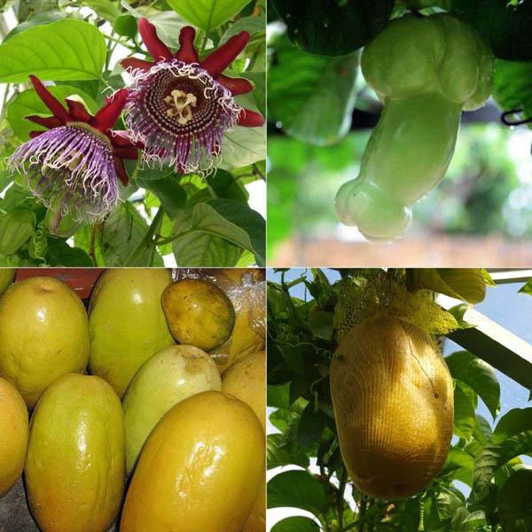 Passionfruit " Giant Granadilla  " Exotic 10 Fruit Seeds