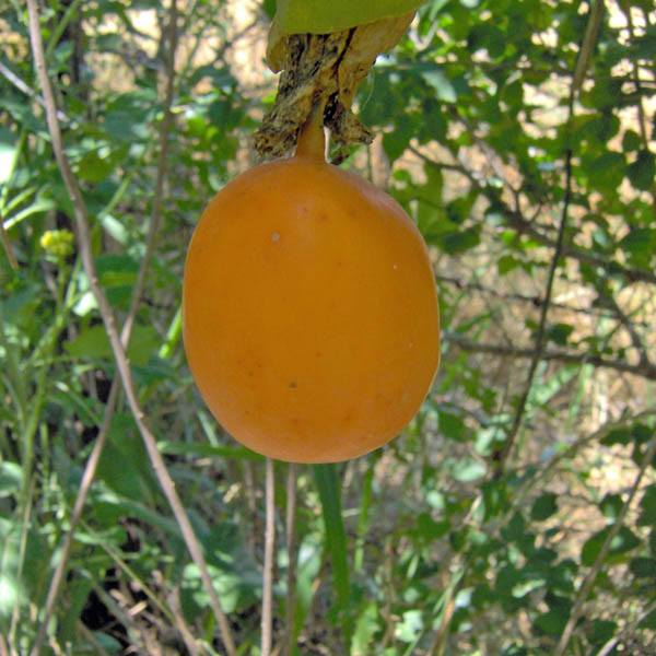 Passionfruit " Golden Giant  " Exotic 20 Fruit Seeds