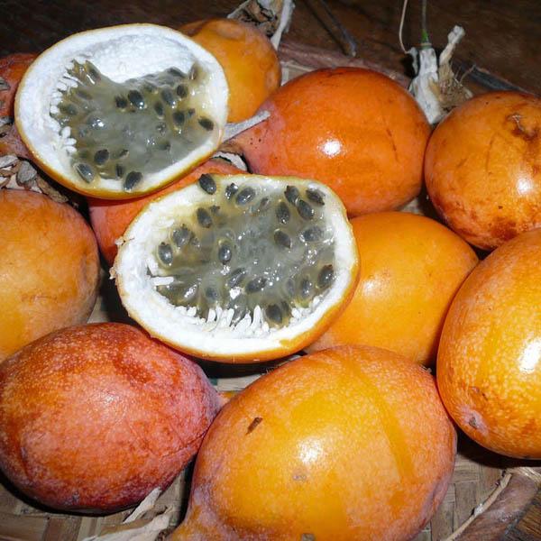 Passionfruit " Golden Nugget  " Exotic 20 Fruit Seeds