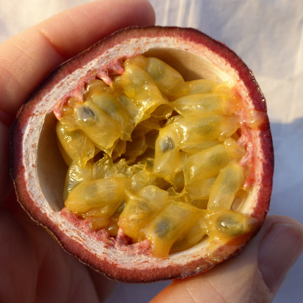 Passionfruit 