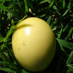 Passionfruit 