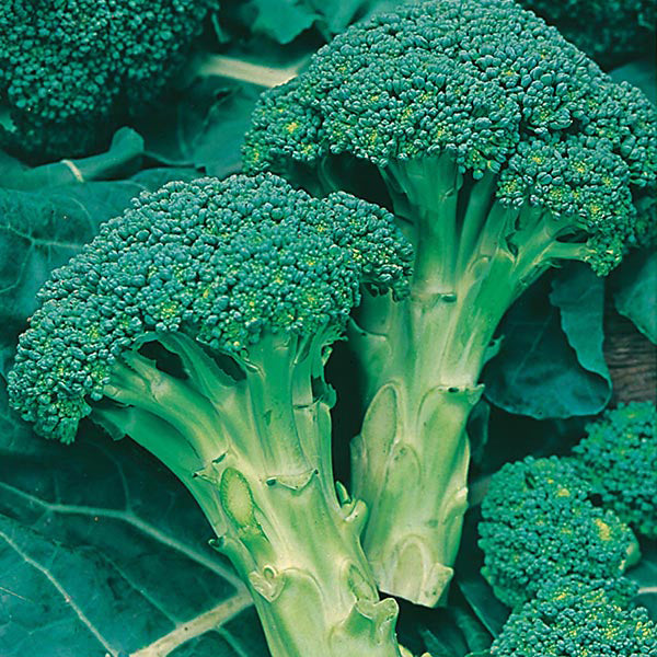 Broccoli " Green  " Exotic 20 Vegetable Seeds