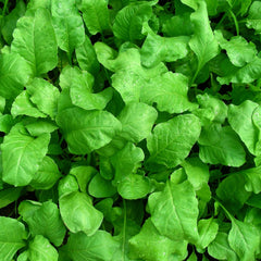 Palak Spinach 