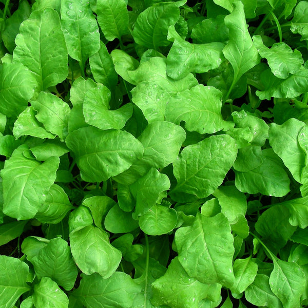Palak Spinach 