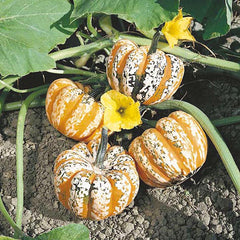 Squash 