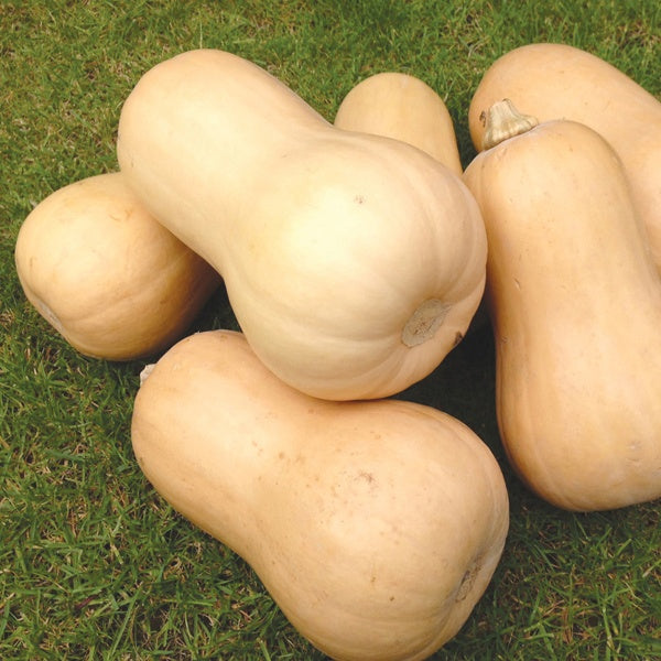 Squash 