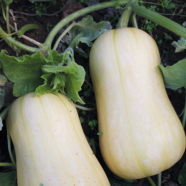 Squash " Harrier  " Exotic 10 Vegetable Seeds