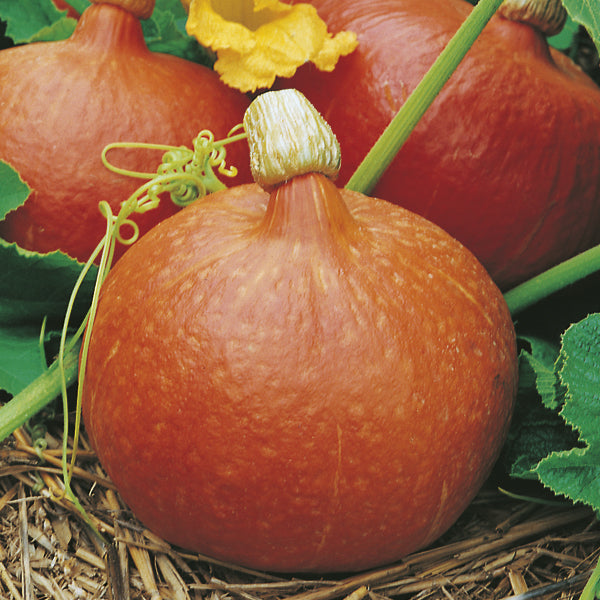 Squash 