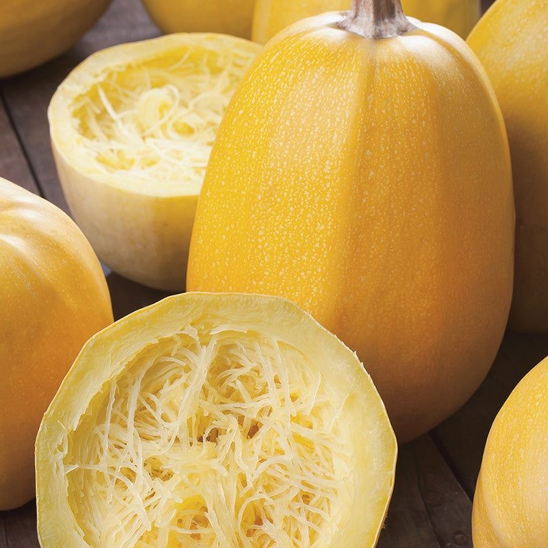 Squash " Spaghetti  " Exotic 10 Vegetable Seeds