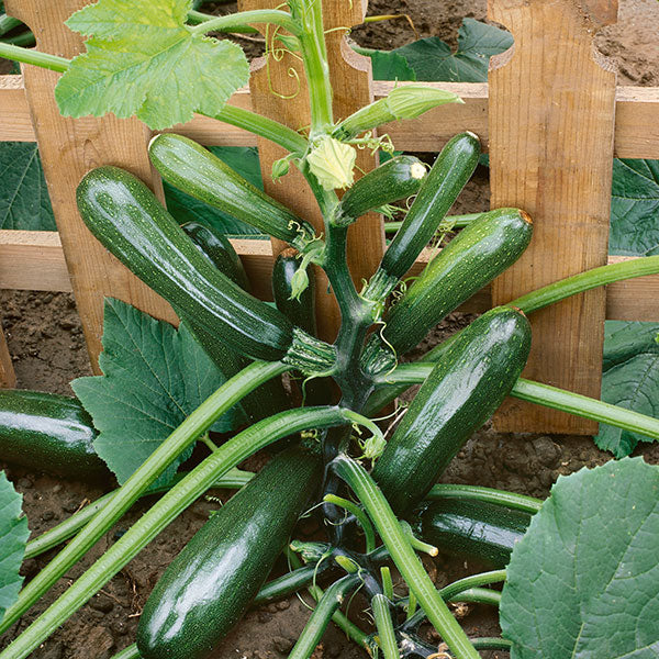 Zucchini " Black Forest  " Exotic 10 Vegetable Seeds