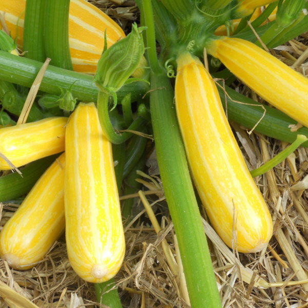 Zucchini " Sunstripe  " Exotic 10 Vegetable Seeds