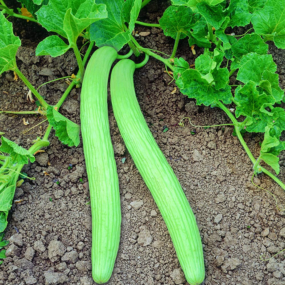 Kakri Melon " Punjab longmelon-1  " Exotic 20 Vegetable Seeds