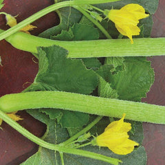 Kakri Melon 