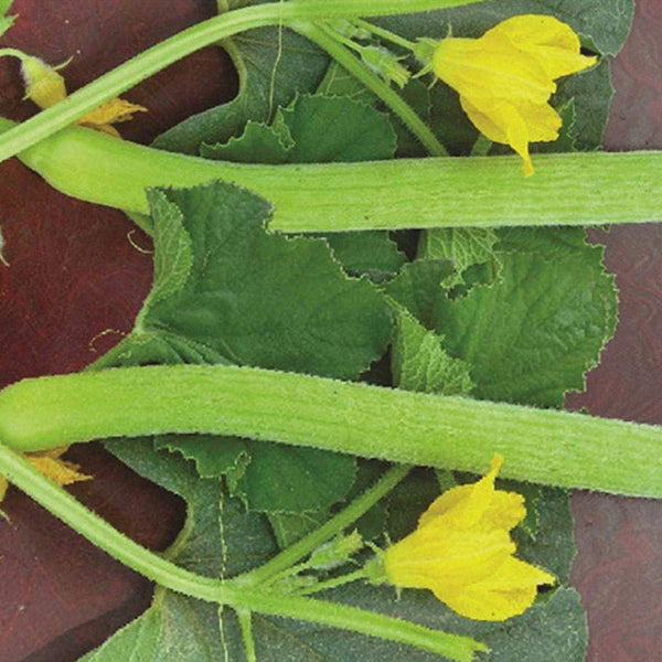 Kakri Melon 