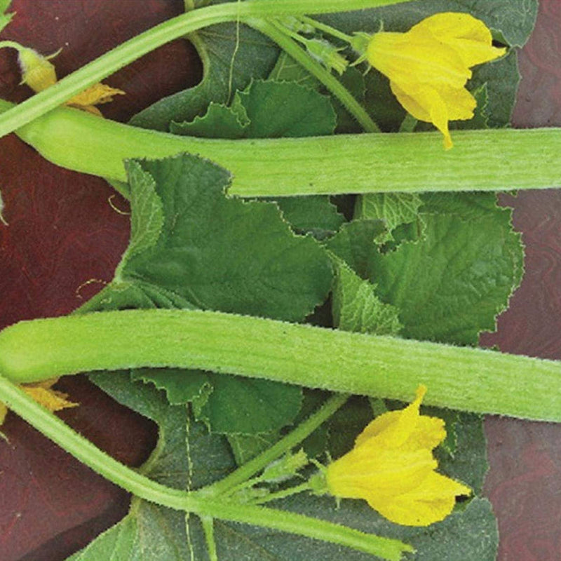 Kakri Melon 