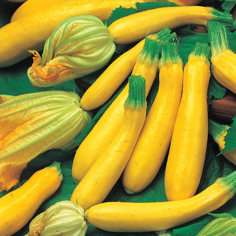 Zucchini " Goldena  " Exotic 10 Vegetable Seeds