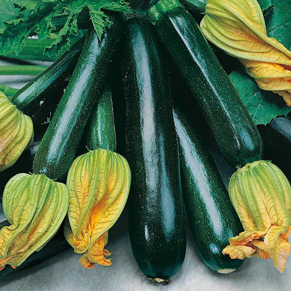 Zucchini " Black Beauty  " Exotic 10 Vegetable Seeds