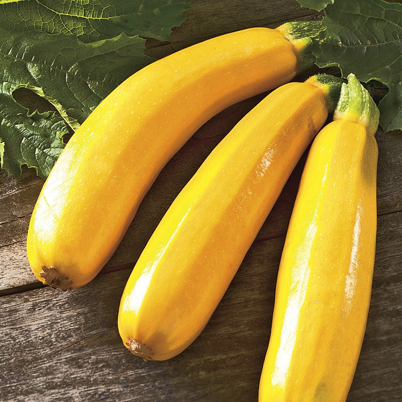 Zucchini " Golden Dawn  " Exotic 10 Vegetable Seeds