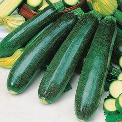 Zucchini 