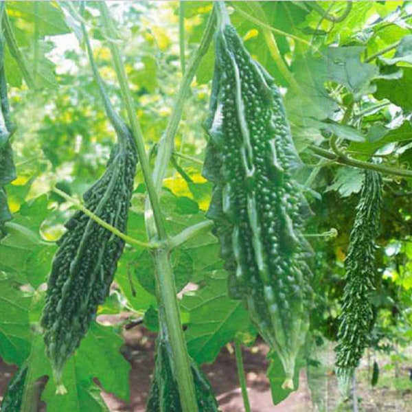 Bittergourd 