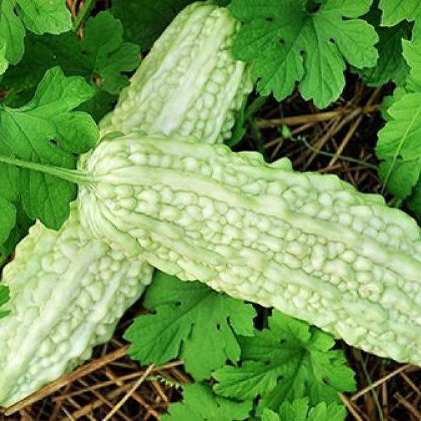 Bittergourd 