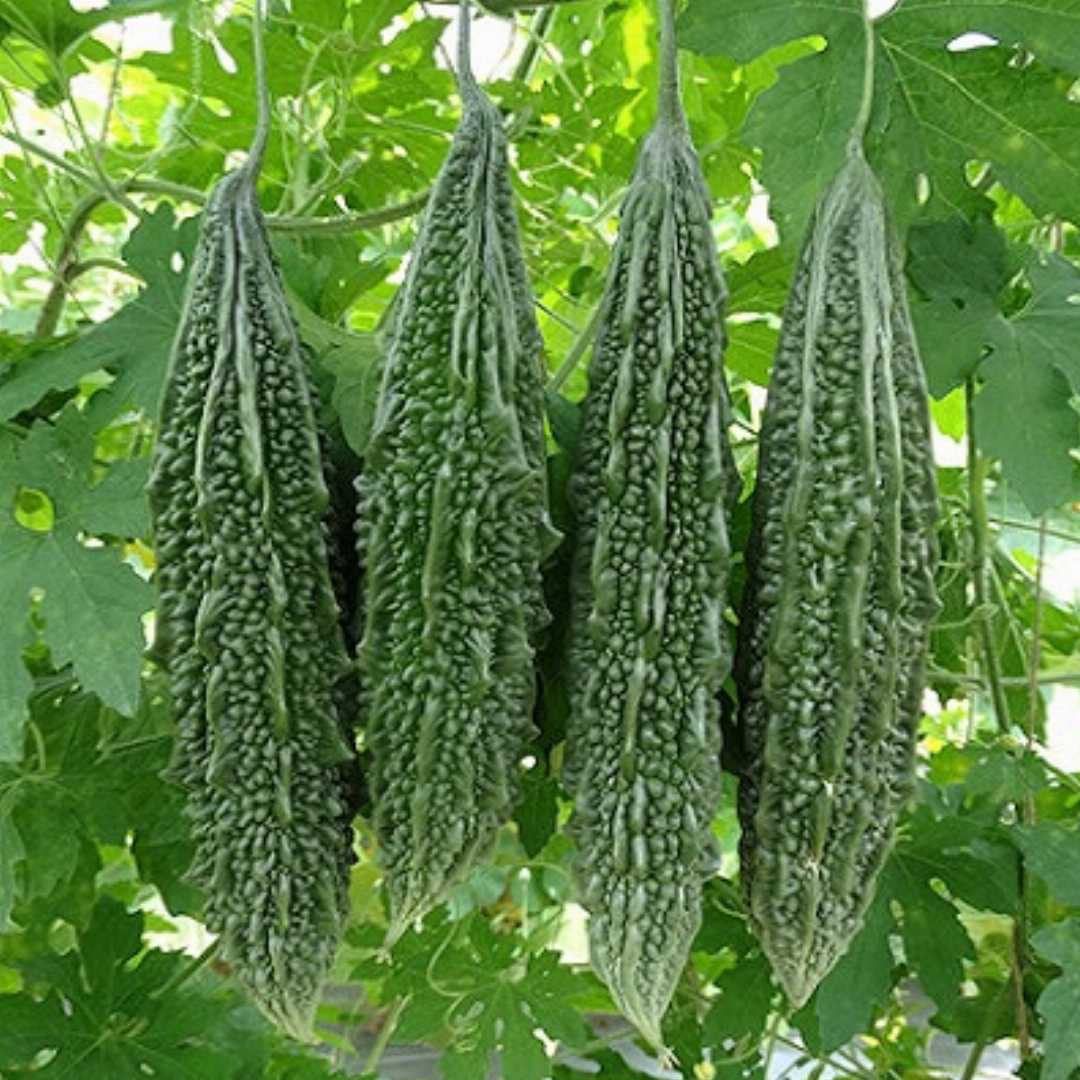 Bittergourd " Nastya  " Exotic 10 Vegetable Seeds