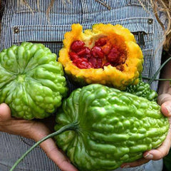 Bittergourd 