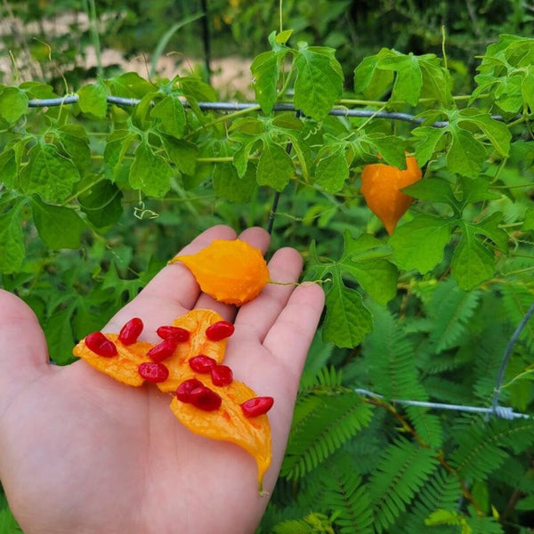 Bittergourd 