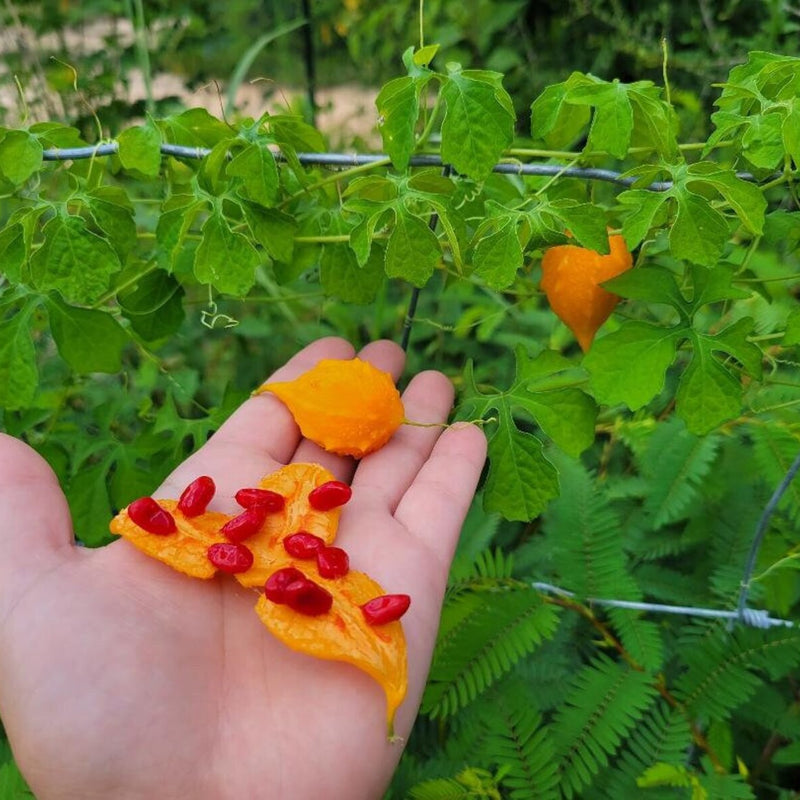 Bittergourd 