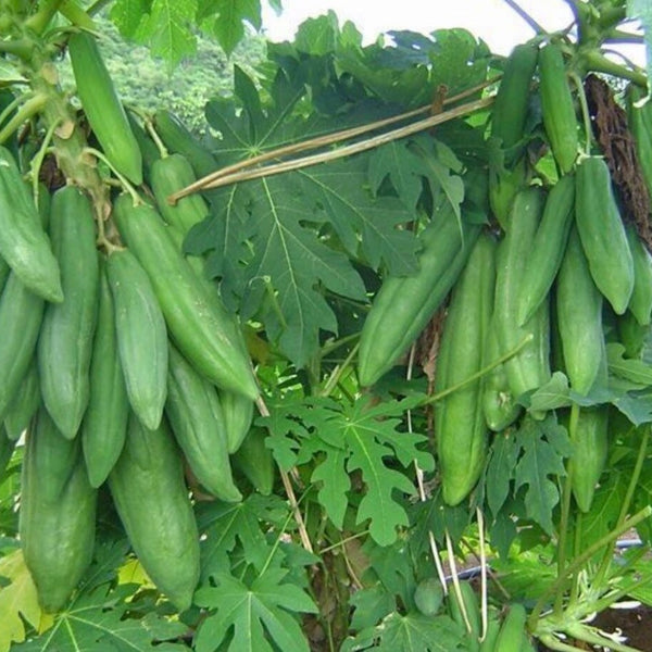 Papaya 
