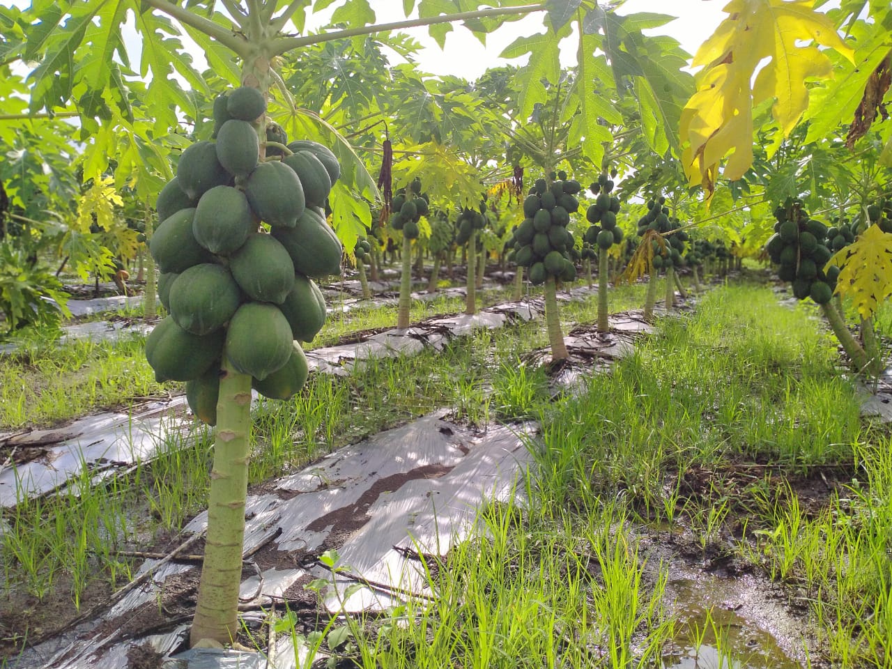 Papaya " Pusa Dwarf  " Exotic 15 Fruit Seeds