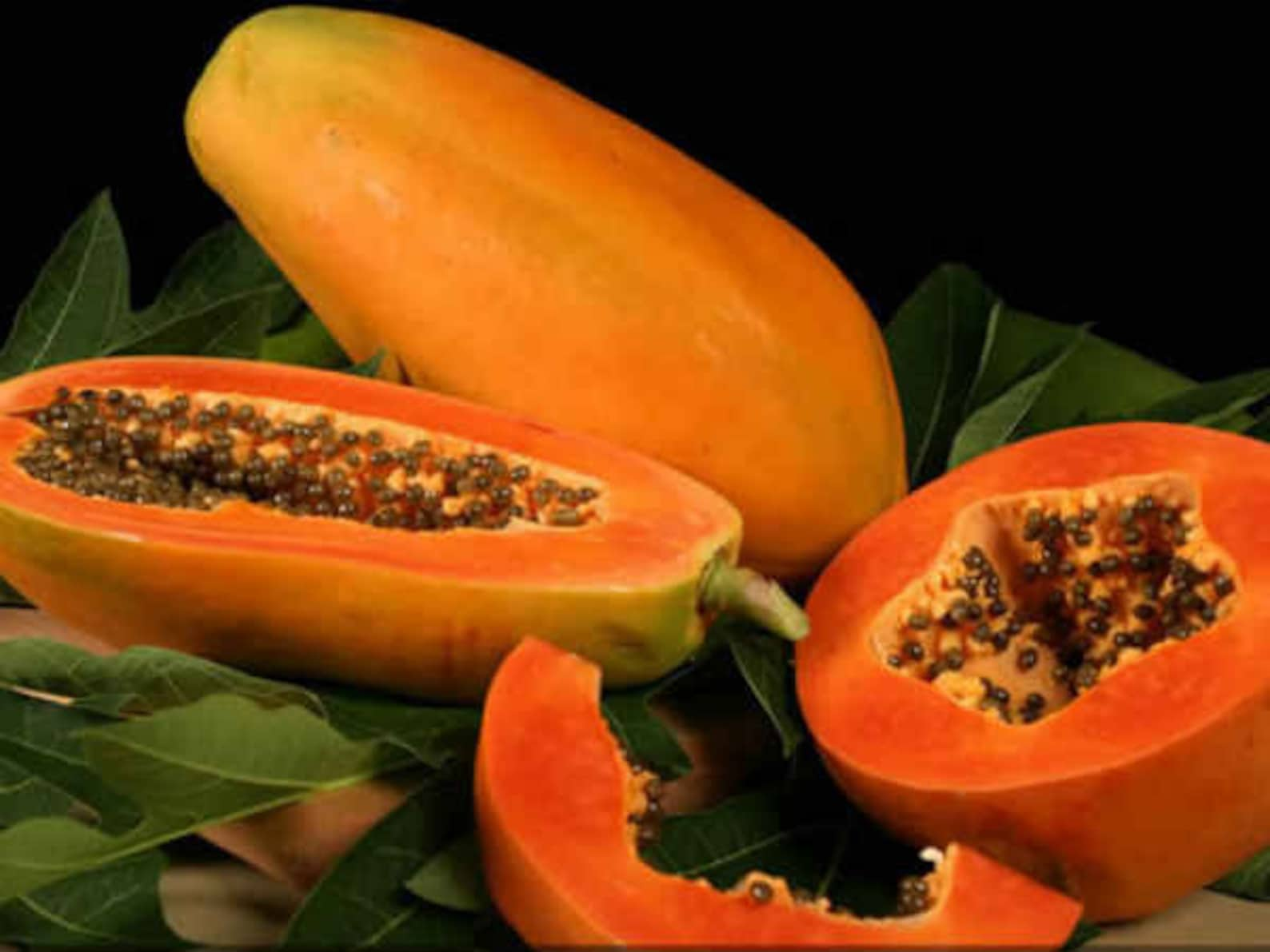 Papaya " Taiwan Red Lady  " Exotic 15 Fruit Seeds