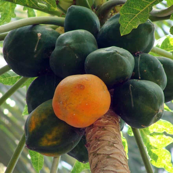 Papaya 