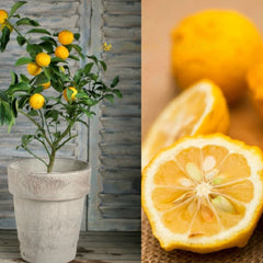 Lemon 
