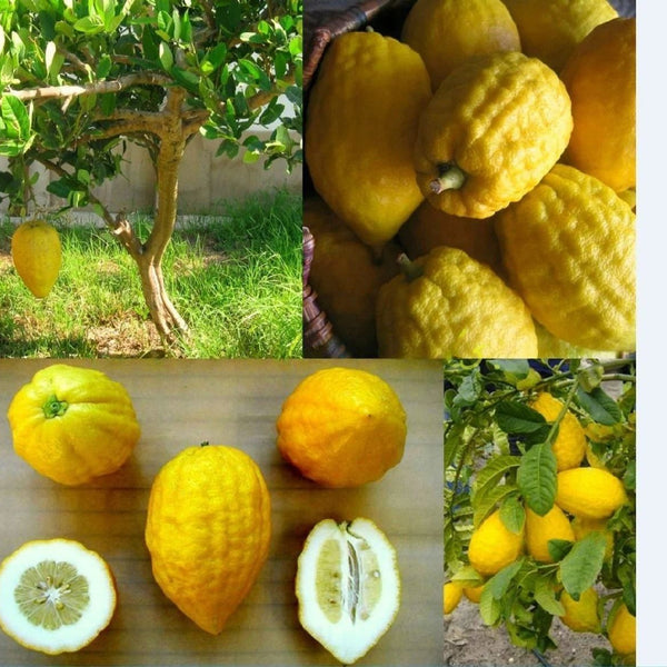 Lemon 