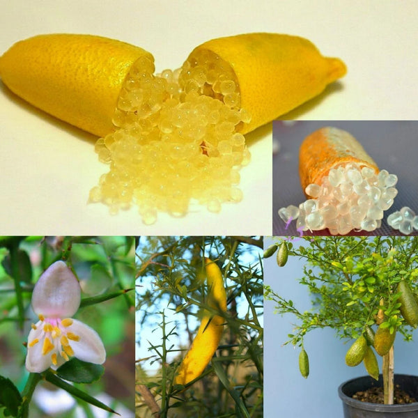 Lemon 