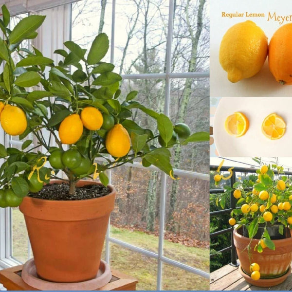 Lemon 