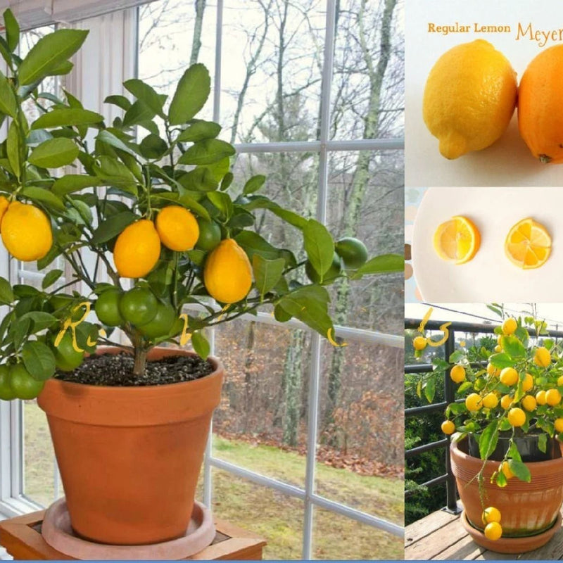 Lemon 