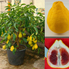 Pomelo 