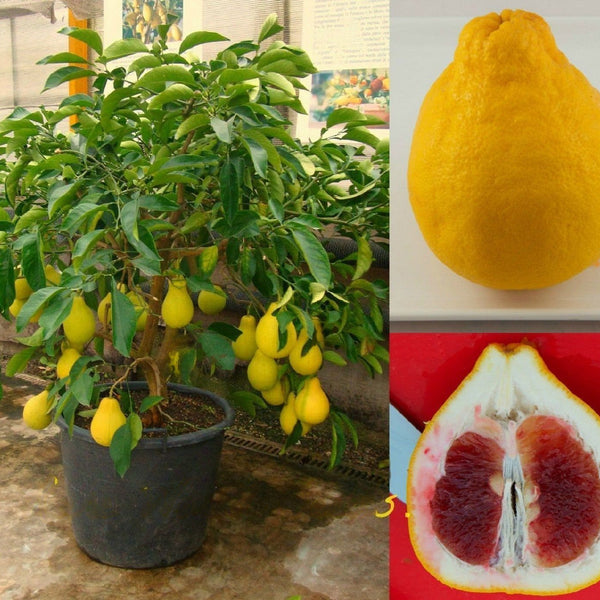 Pomelo 