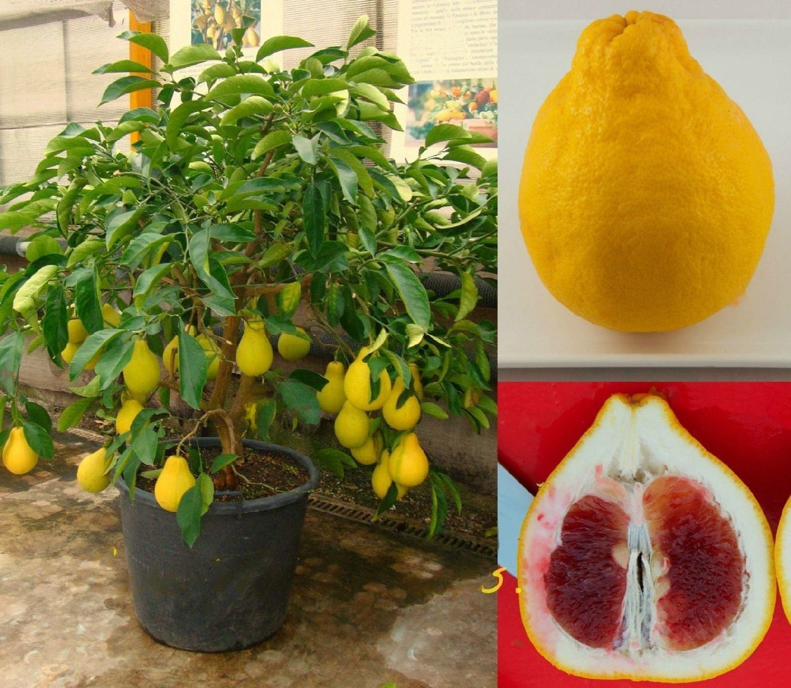 Pomelo " Red Pear  " Exotic 10 Fruit Seeds