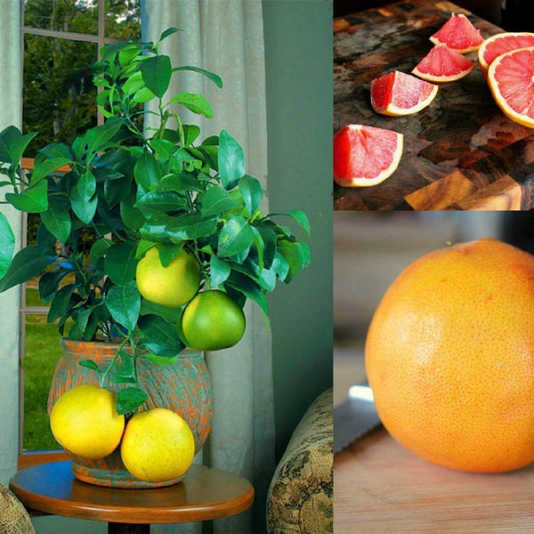 Pomelo 
